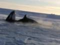 News video: Raw: Whales Trapped Under Ice in Canada