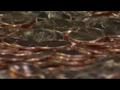 News video: Petition To Mint Trillion Dollar Coin Gets Legs, As A Joke At Least